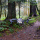 Illustration for article titled These Rescue Drones Search Forest Trails Like Robot Rangers